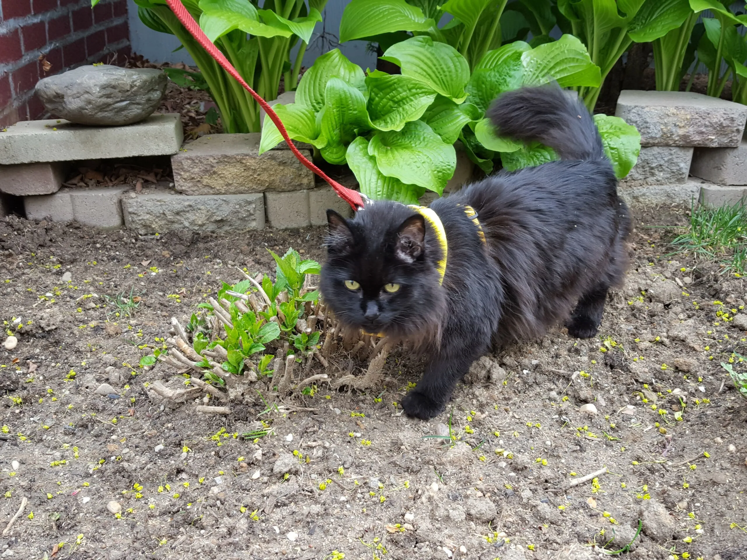 A beautiful black long-haired cat, in a harness, on a leash, prowling across some bare soil with a few garden plants.