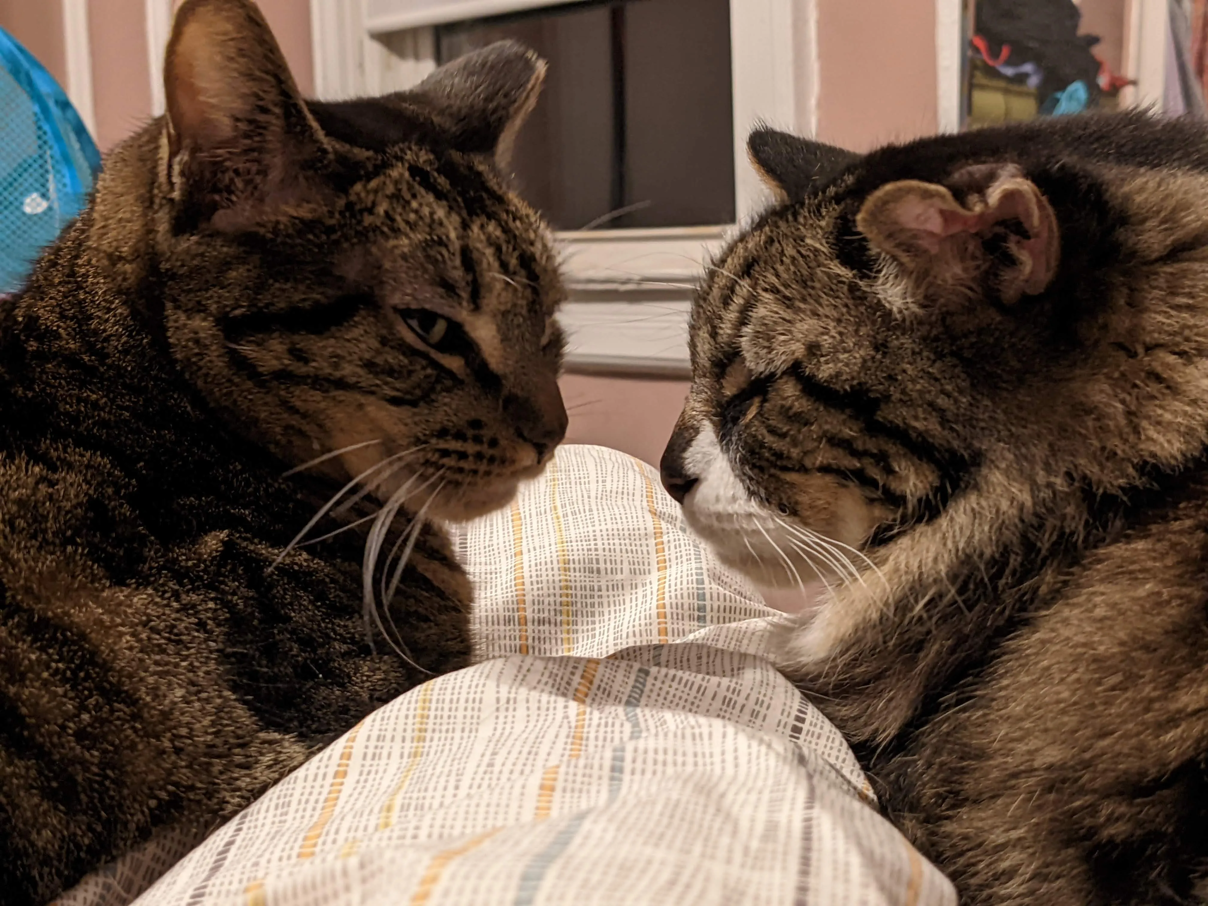 Two tabby cats loafing on a bed, faces an inch apart.